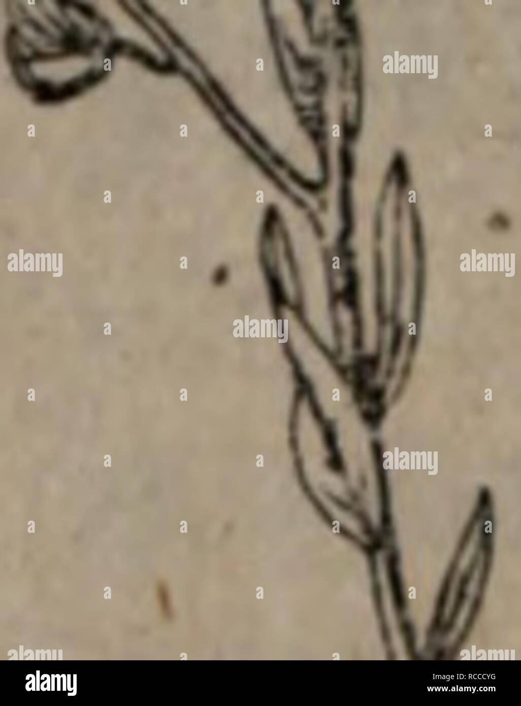 Dong Bei Yong Yao Zhi Wu Zhi La Botanica A E139ae Cedrela Sinensis Juss 1 Eaaeaºi 2 C A A A140aµee A Polj Gala Sibirica L A ªi Ae Ae2 E I I A E A E Eii I B C ºe E A Ae Ce A C C I I C E Ae A A A E Lf A A A E A A Ae Ae I E C A A I E