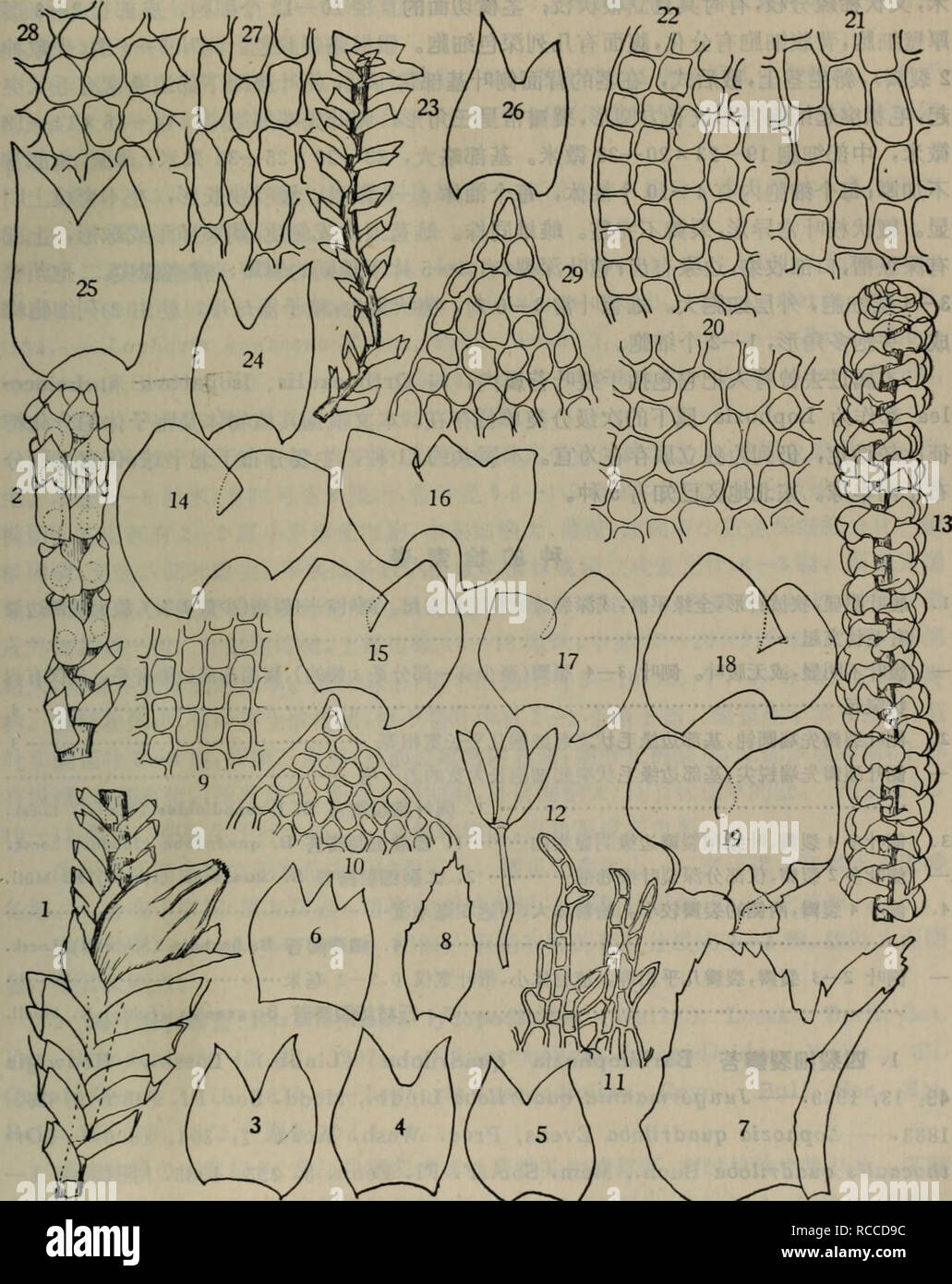 Dong Bei Tai Lei Zhi Wu Zhi A Aec Ae C C A Botanica A C8 1 12 A Aeºa C Anastrophyllum Minututn Schreb Ex Gantz Schust 1 Ae C C µi X A Ca Ae15 2 º I Ec C Gt C15 3 6 A I A I X52 7 Ea I X52 8 Eee I A I X52 9 A Ca E C I Ei X2 10 A A
