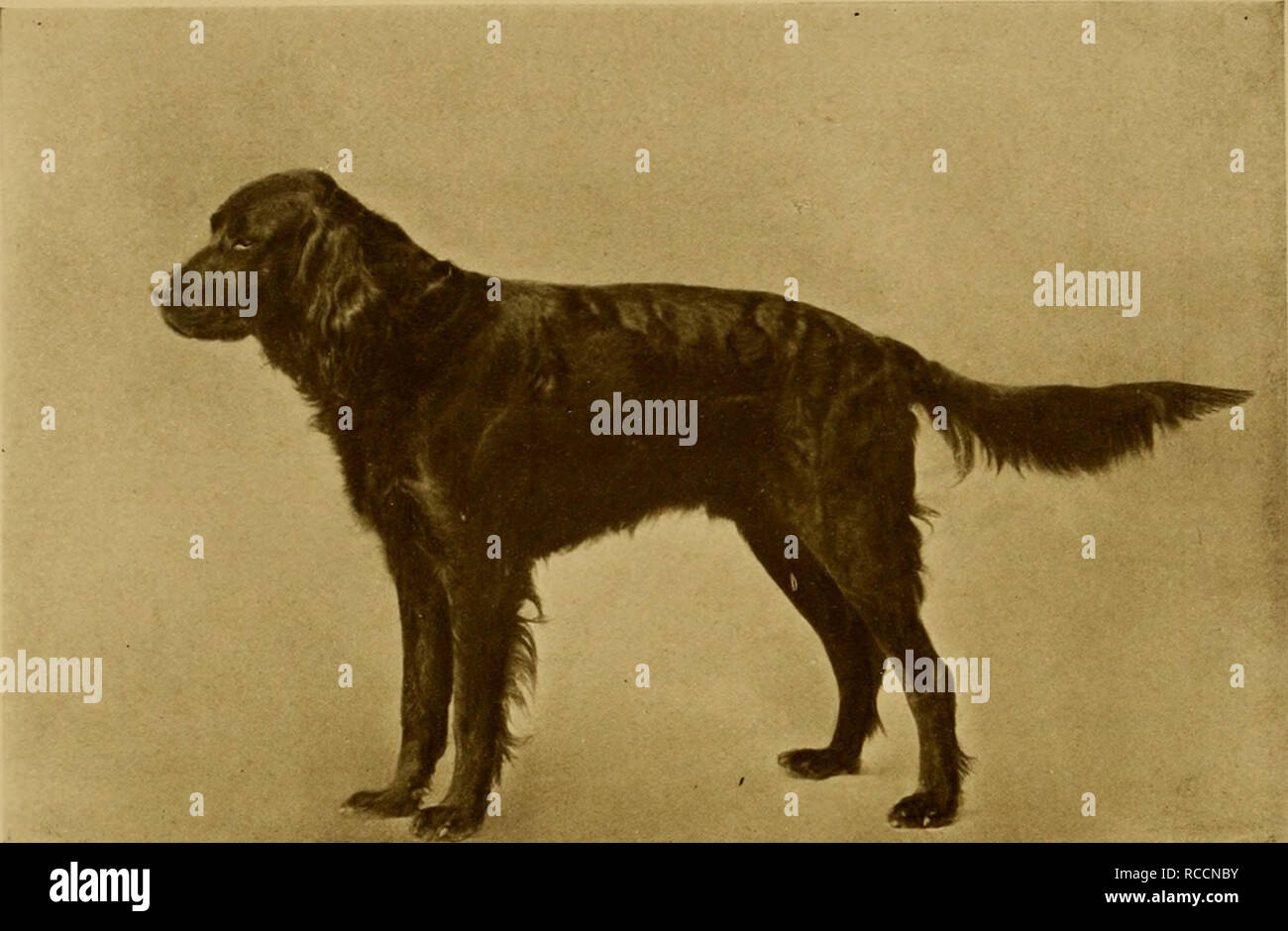 El perro libro : una historia popular del perro, con información práctica de atención y gestión de la casa, la perrera, y exhibición de perros; y descripciones de todas las razas. El perro libro : una historia popular del perro, con información práctica de atención y gestión de la casa, la perrera, y exhibición de perros; y descripciones de todas las razas.