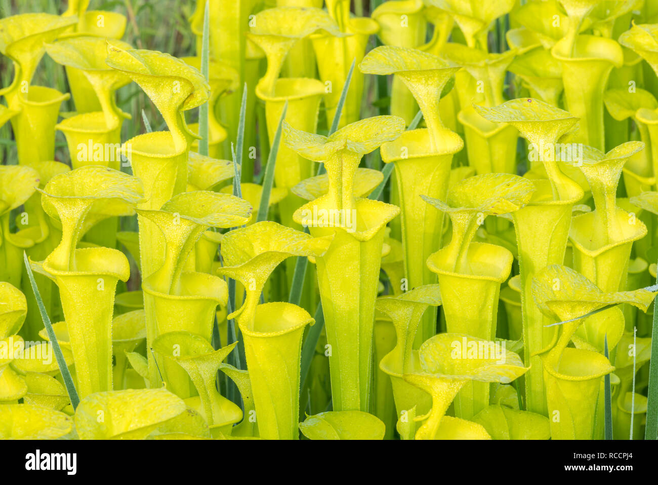 Las plantas jarro amarillo (Sarracenia flava) exuberantes, denso, post quemar el crecimiento a lo largo del borde de la bahía de Carolina en Francis Marion National Forest. SC, el muelle. Foto de stock