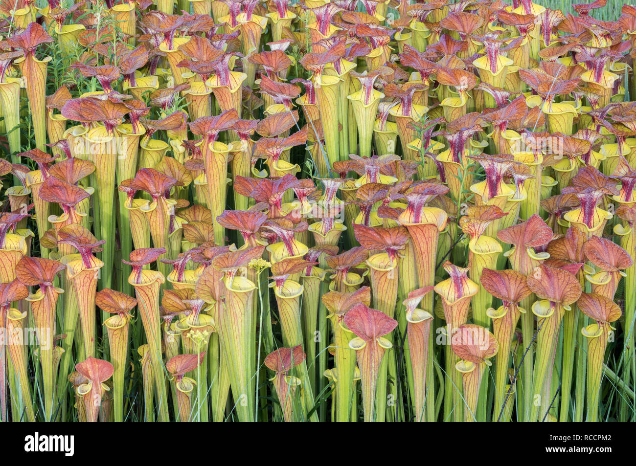 Las plantas jarro amarillo (Sarracenia flava) exuberantes, denso, post quemar el crecimiento de un rojo rematado variedad de flava. Borde de Carolina bay en Francis Marion NF. Foto de stock