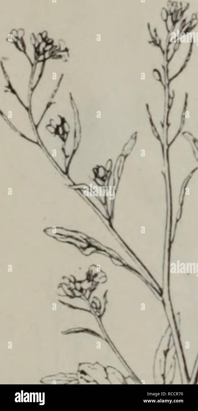 Dong Bei Yuan Zhi Zi Shou Wu Ce La Botanica 64 Cap Ella Bursa alamy