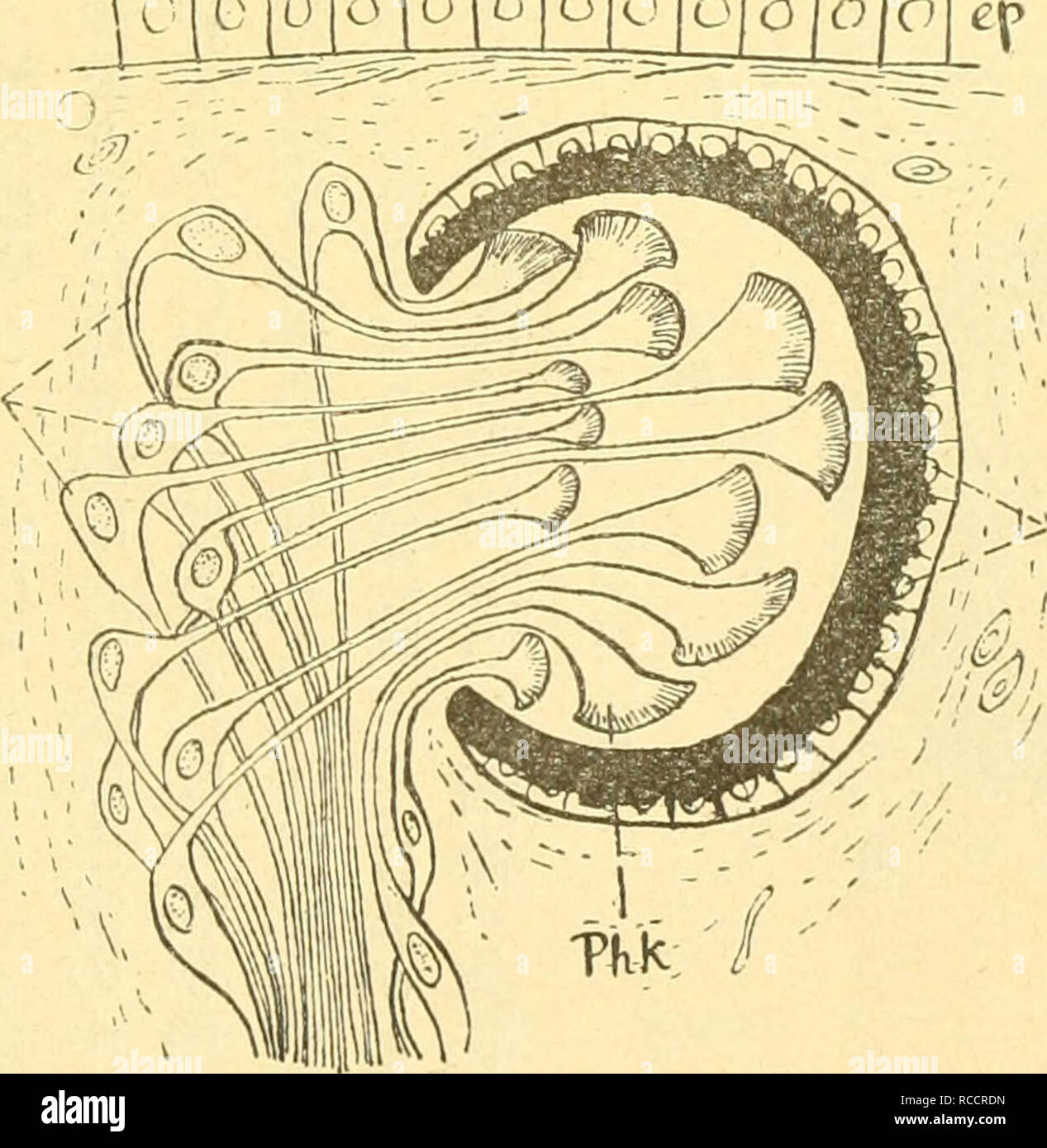 Dobutsugaku Zasshi Zoologia Zoologia º P Torva A Aeaae a a A Eaa aaa Ae Ce A E C Ca A A Ae a Aeaae C Eae Aea A Ea A Ae A A aªaae a Aea C Photir Elesent A Ae A I a aaa Ae Euplanaria Toollscepilola C A A