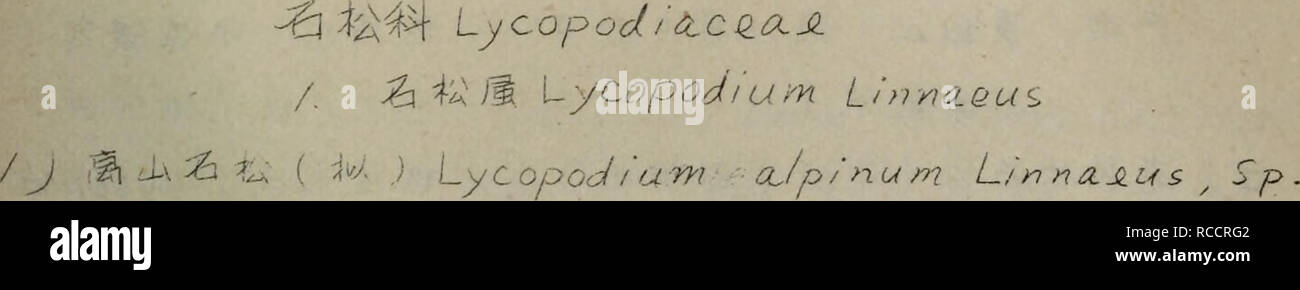 Dong Bei Zhi Wu Zhi La Botanica A51 A Pi P J I Iycy L Rjjibour Fl Ross Es P Pe Ja Q Sa C A Cªe A µ Ma A aea E A Ae I