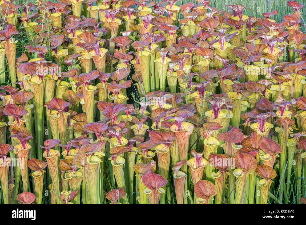 Las plantas jarro amarillo (Sarracenia flava) exuberantes, denso, post quemar el crecimiento de un rojo rematado variedad de flava. Borde de Carolina bay en Francis Marion NF. Foto de stock