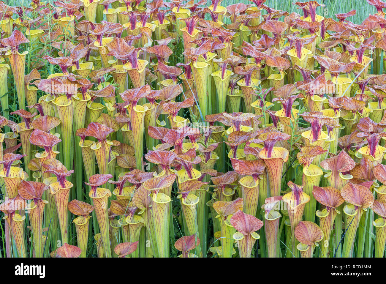 Las plantas jarro amarillo (Sarracenia flava) exuberantes, denso, post quemar el crecimiento de un rojo rematado variedad de flava. Borde de Carolina bay en Francis Marion NF. Foto de stock