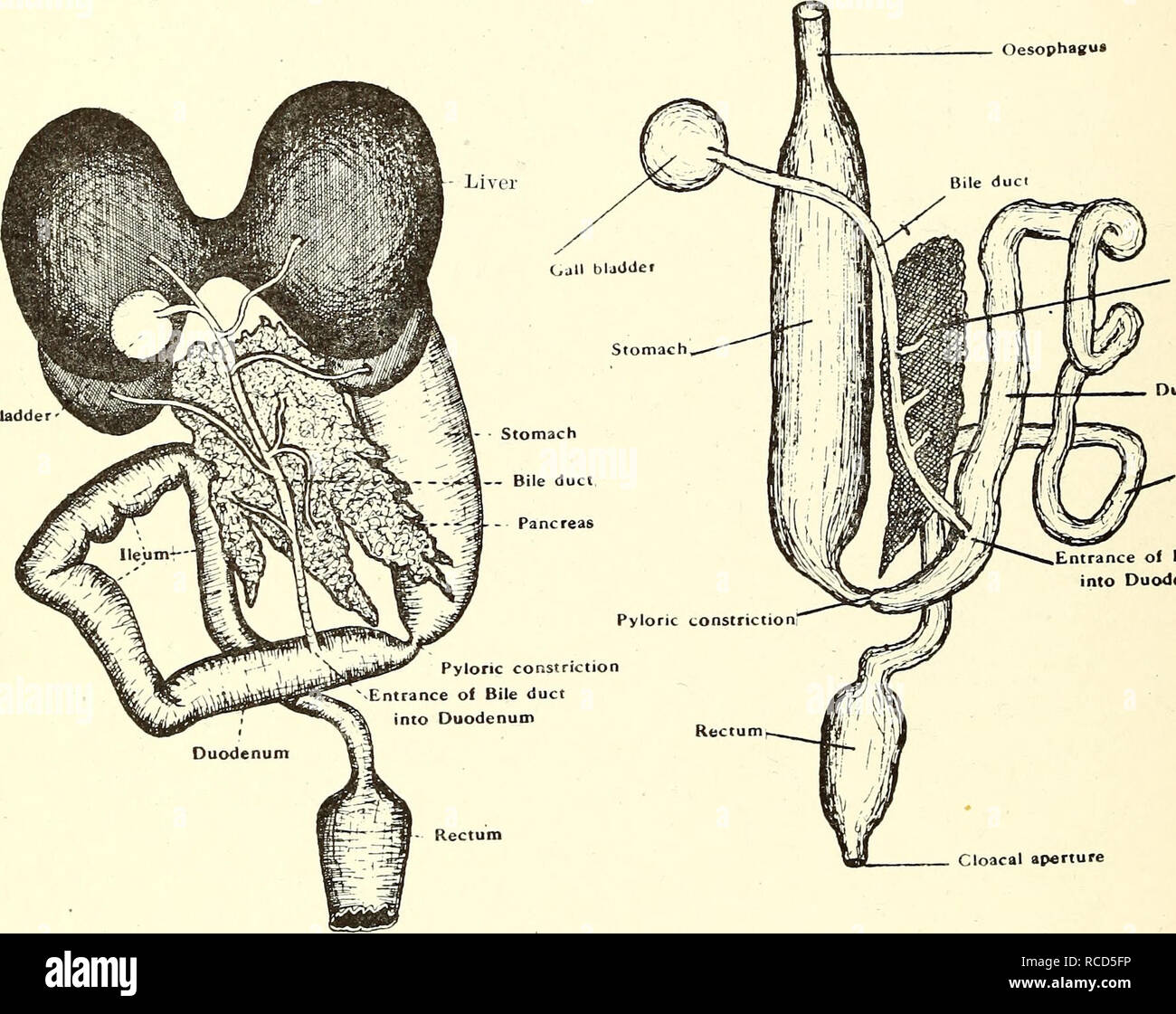 diagrama del sistema digestivo de la rana