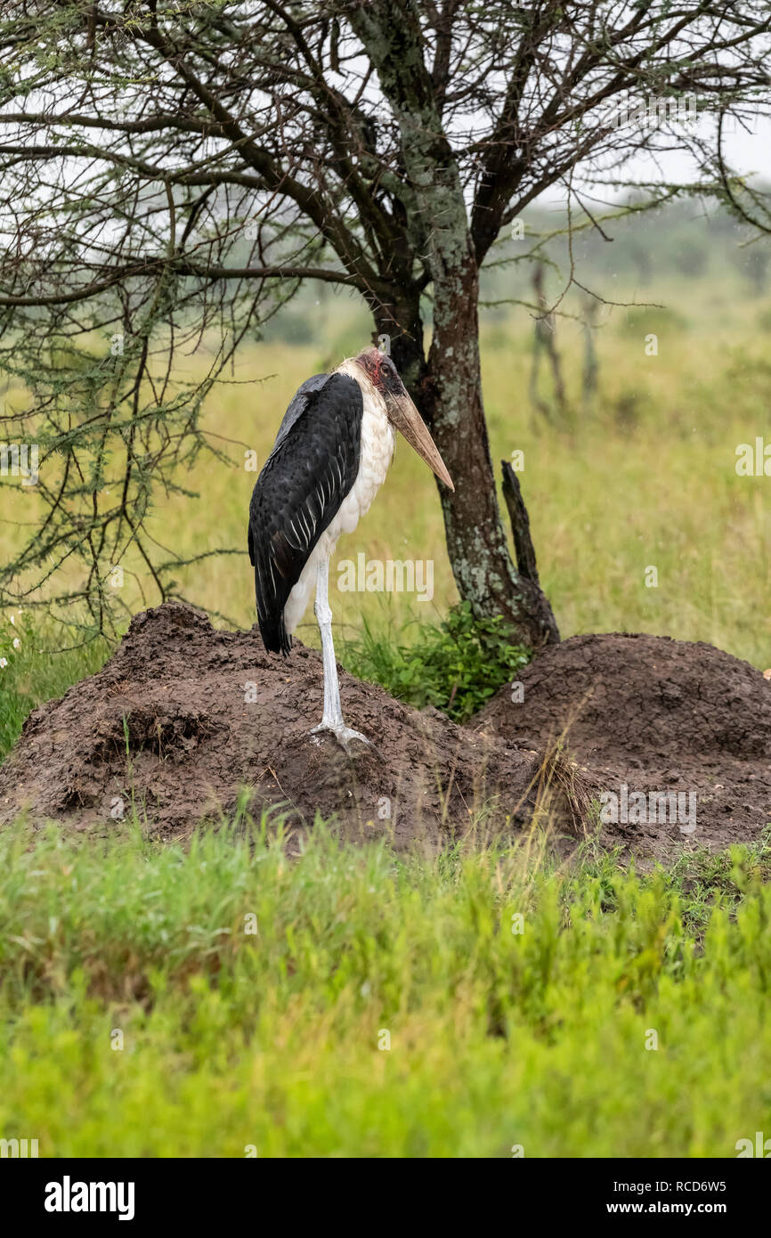 Piernas cortas pero poderosas fotografías e imágenes de alta resolución