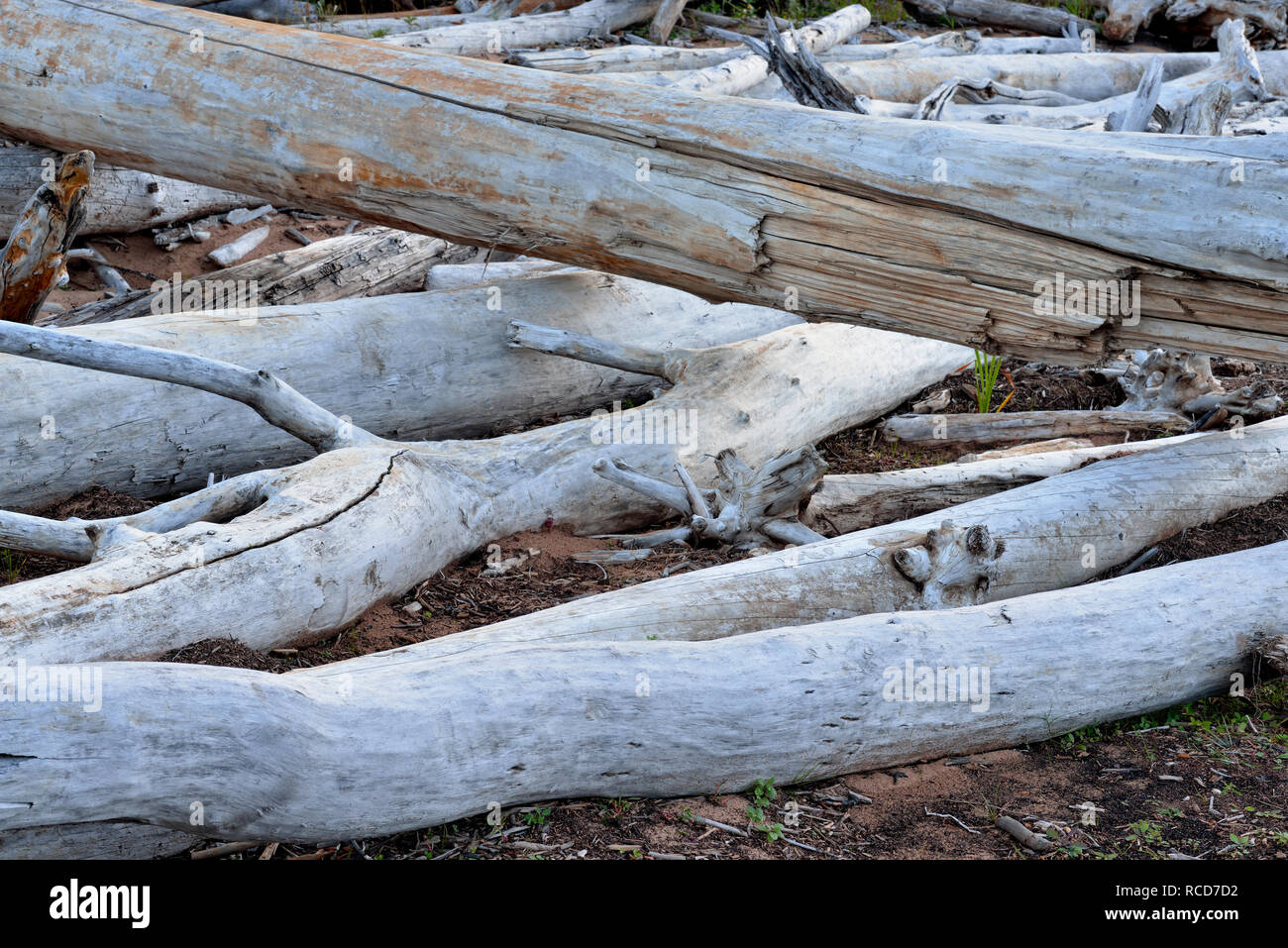 Driftwood a orillas del Gran Lago de los esclavos, heno Río, Territorios del Noroeste, Canadá Foto de stock