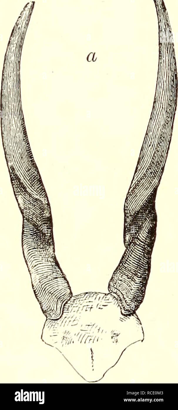 . Descubrimiento de lagos Rudolf y Stefanie; una narrativa del conde Samuel Teleki explorando la ciudad &Amp; expedición de caza en África oriental ecuatorial en 1887 &Amp; 1888. 28 En el lado swerved NYEMPS siempre en el tiempo. Para cumplir con nuestra promesa a los comerciantes, ahora nos fuimos de caza en distintas direcciones ; pero no estábamos tan exitoso como se esperaba, el juego había casi desaparecido. No obstante, el recuento asegurado en la colina escogió dos elands y uno kaama antílopes, aunque he derribado cerca del pantano un búfalo, un toro y una cebra. La primera, que tenía una vaca con él cuando yo discovere Foto de stock