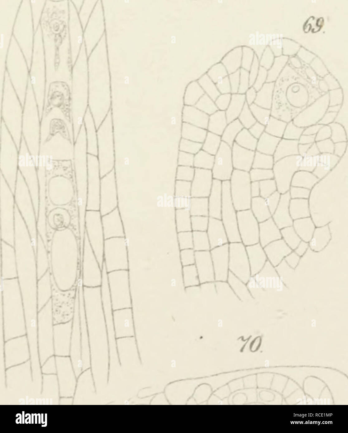 Dis Angiospermen Und Die Gymnospermen Anatomia Vegetal Fisiologia Vegetal Tar R J 60 K 6s R X Th 67 Ihs A H La Hjtist V G C Ma Ller Jena Por Favor Tenga En Cuenta