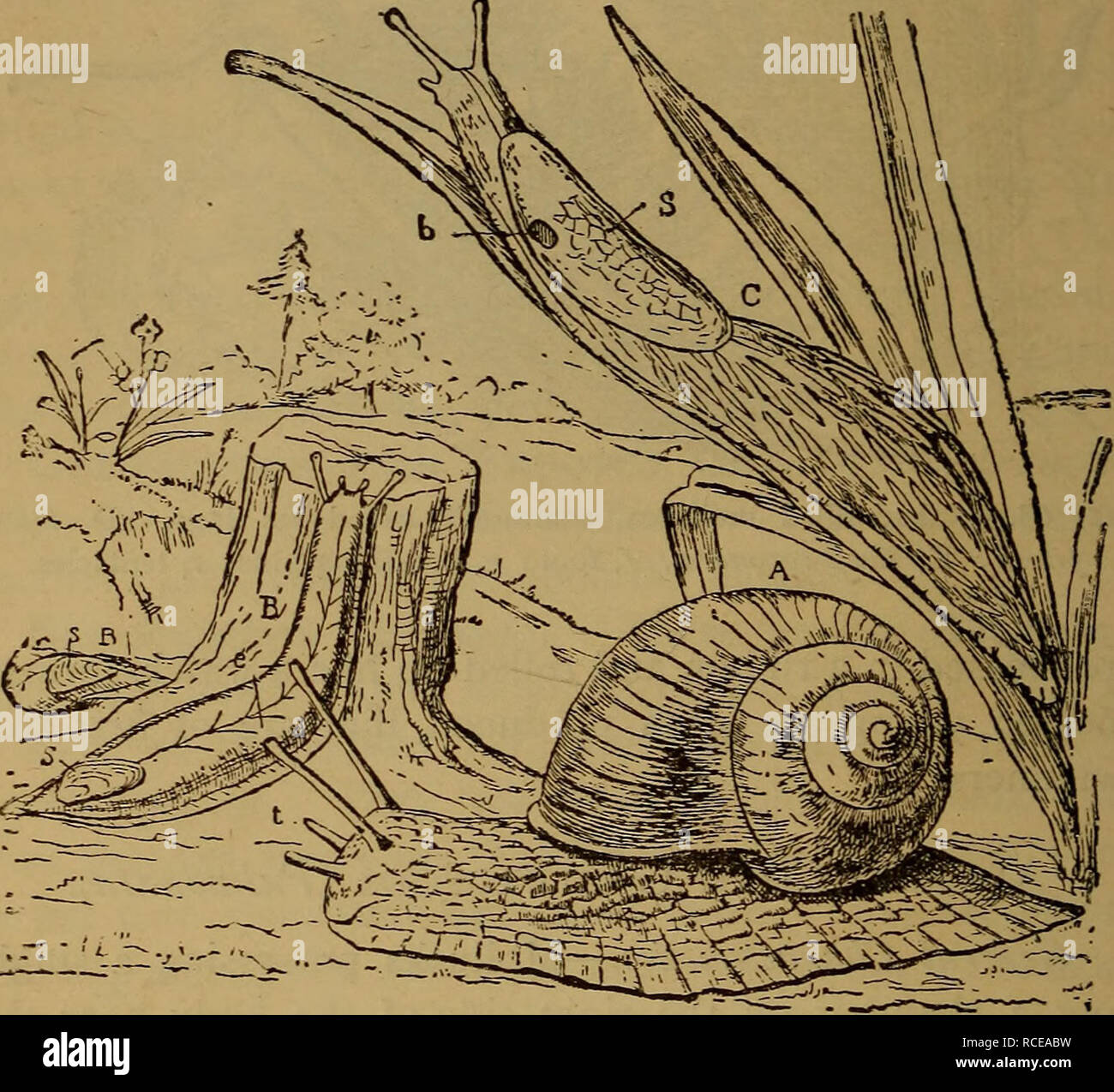 . Elementos de zoölogy. La zoología. 66 A. MOLUSCOS caracoles, interesante desde las grandes variaciones de la shell. Los huevos son depositados en cápsulas (Fig. 69), en una jalea-como masa, a finales de la primavera. En el invierno que hibernan en el barro ; 320 especies son conocidas. (Heliadce Land-Snails).-Tres mil tres hun- dred treinta y dos especies de estos son conocidos en diversos. FlG. 70.-aire-respiración gasteropods : caracoles y babosas. Un jardín, {caracol Helix) ; B, B, slug disappeai Testacella-uno-ing en el suelo, y sólo la cola mostrando ; C, la babosa gris grande (Limax) ; s, shell; t, diez- tacles ; e, ojos ; b Foto de stock