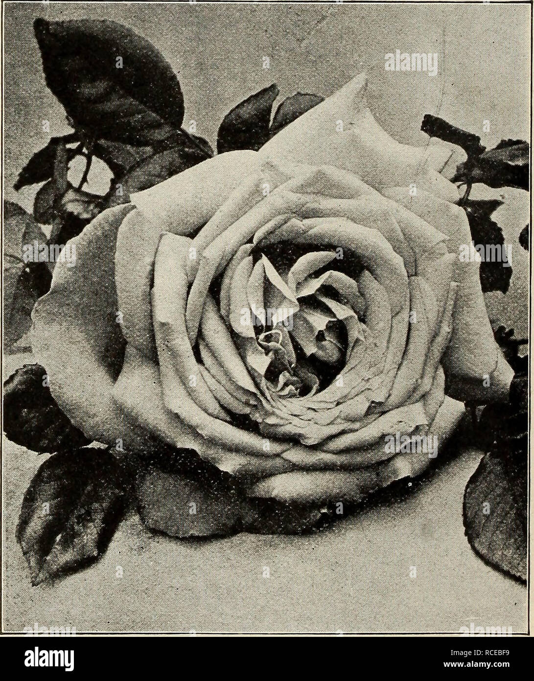 Dingee guía para el cultivo de rosas : desde hace más de 60 años una  autoridad 1918. Esta nueva Rosa es una creciente variedad extremadamente  fuerte, produciendo tallos gruesos, con grandes