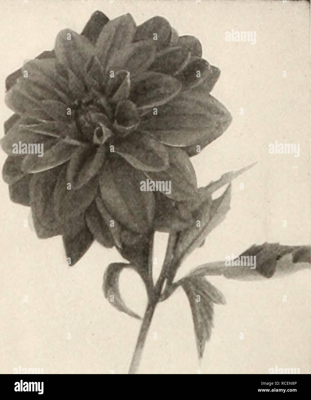 Dingee guía para el cultivo de rosas : desde hace más de 60 años una  autoridad. ^â ^ FOUNDEt DiNGEE 1650 Guía para el cultivo de rosas. Tipo  decorativo de Dalia