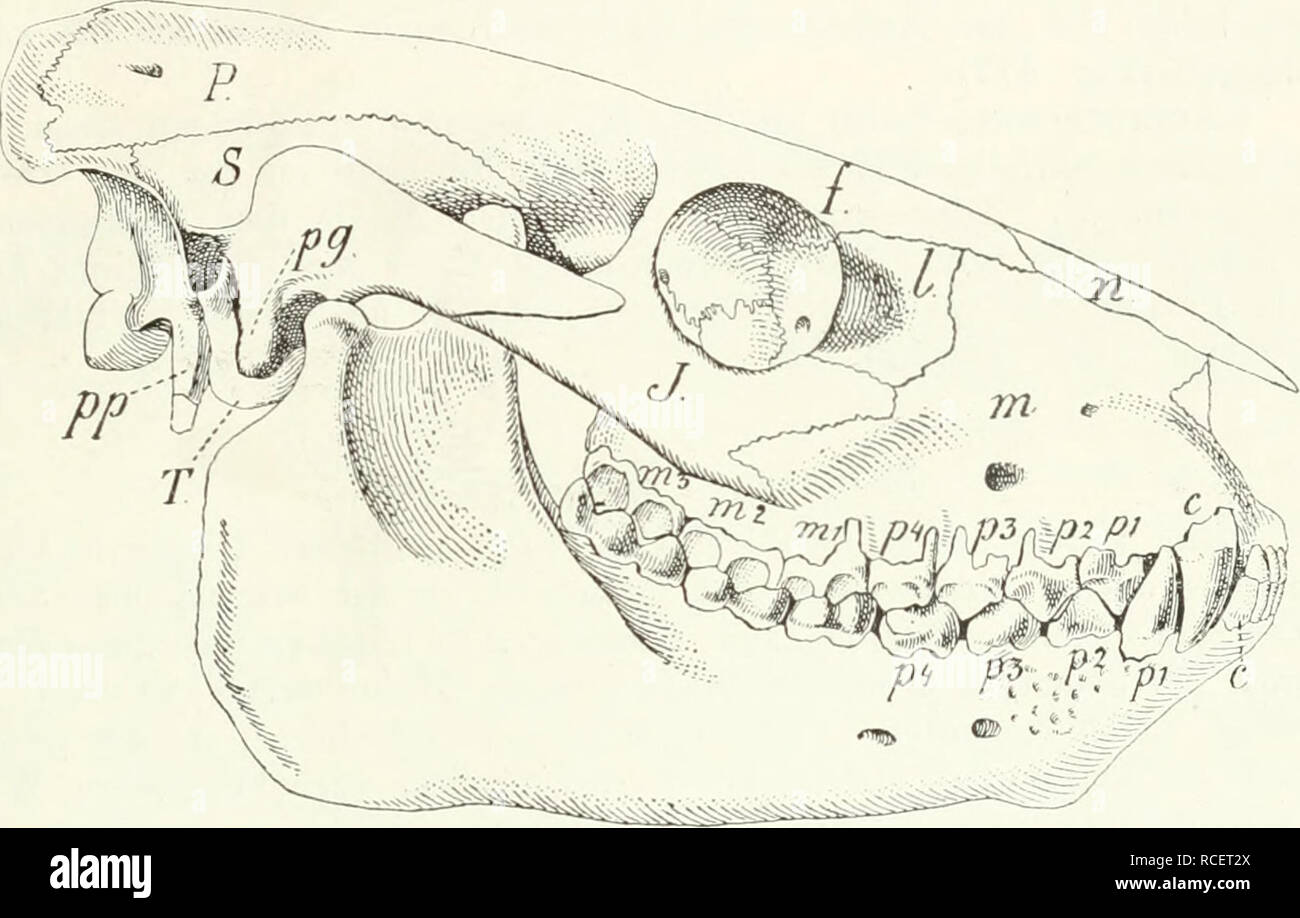 . Die Säugetiere. Einführung in die Anatomie und Systematik der fossilen recenten und Mammalia. Anatomía, comparativo; Mamíferos; Mamíferos, fósil. ir. Tylopoda, Vorgeschichte. 663 sind, später scliwindet Carpale I und liat schlielilicdi Verschiebung statt und zwar hat Capitatum unter Scaphnid Neigung sich zu schieben. Tetra- dakt Fuß}-! Mit eines Andeutung hallux. Auch nach Mesoreodon scheint, zu urteilen, eine Clavicula vorhanden gewesen zu sein. Die unguligraden Hufe sind klein, .symmetrisch, flach. (IehÜ geschlossen I;}C|-p^M-^. Untere C sind incisiviform. Un ihre Stelle tritt P, der caninif Foto de stock
