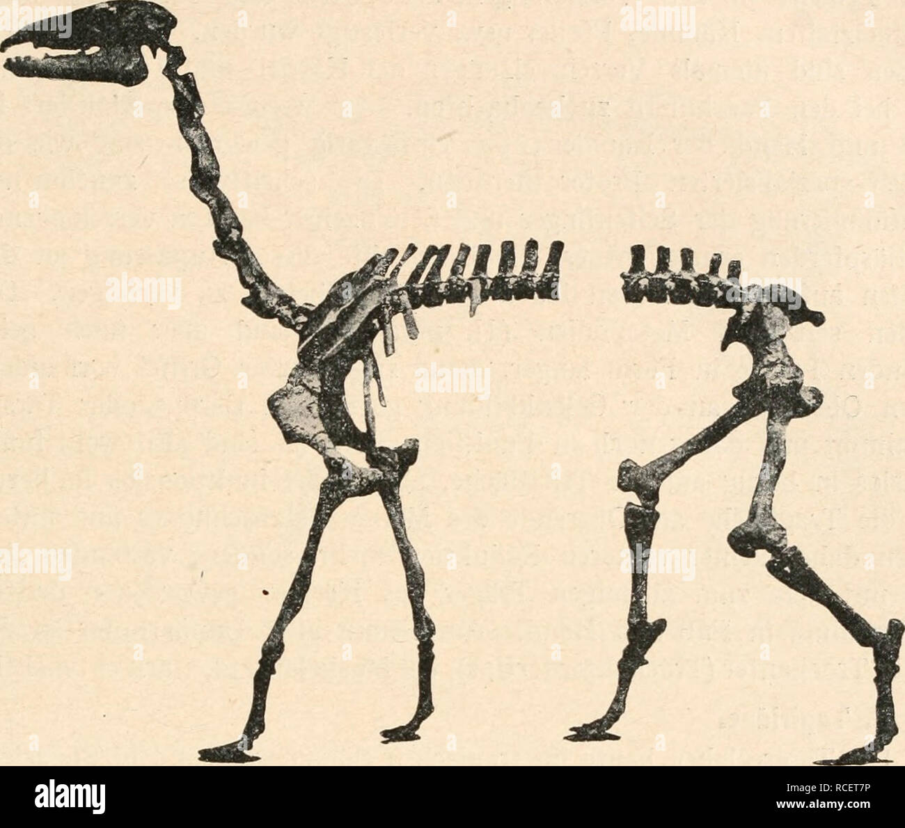 . Die stämme der wirbeltiere. Evolución; Paleontología; Vertebrados. Säugetiere (Mammalia). 853 F. Adiantidae. Durch ungenügend bekannte und vielleicht mit den Protero- theriiden zu vereinigende reste vertreten. Tengo un anuncio tu s. - Miozän Proadiantus Patagoniens.1. - Miozän Patagoniens.2. Fig. 647. Macrauchenia patagonica, Owen, aus dem Plistozän (Pampasformation) Argen- tiniens, ein Wassertier. (Nach R. Lydekker.) XI. Ordnung: Perissodactyla. Die Perissodactylen Unpaarhufer oder sind aus den tiden hervorgegangen Phenacodon- und lassen sich daher bis in die Stammgruppe der Protungulaten zurückverfo Foto de stock