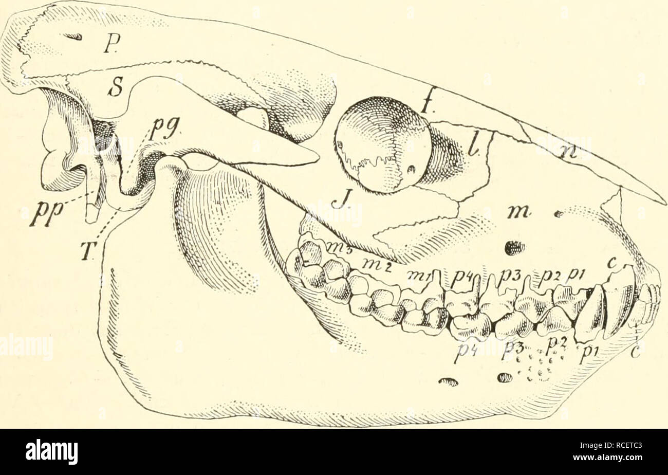 . Die säugetiere. Einführung in die anatomie und Systematik der fossilen recenten und Mammalia. Anatomía, comparativo; mamíferos. II. Tylopoda, Vorgeschichte. 6()3 sind, später schwindet Carpale I und hat schlieljlicli Verschiebunhoid zu schielien. Tetra- daktyl Fuß mit HaHux Andeutung eines. Avich scheint, nach Mesoreodon zu urteilen, eine Clavicula vorhanden gewesen zu sein. Die unguligraden Hufe sind klein, symmetrisch, flach. Geschlossen Gebiß I;}C}p|-M^. Untere C sind incisiviform ihre Stelle tritt, un P,, der caniniform wird. M, P tetraselenodont einfach.. Fig. 47(). Oreodon culbertsoiii, - Foto de stock