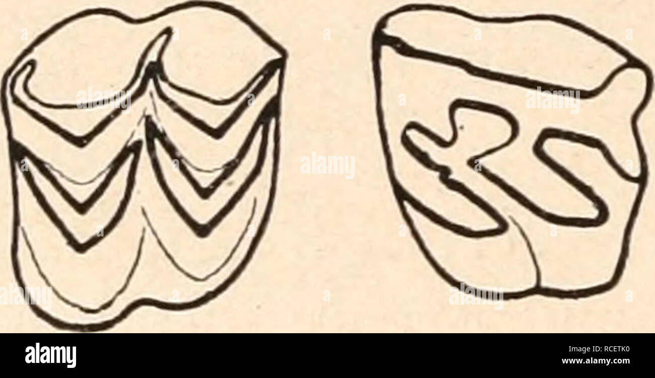 . Die stämme der wirbeltiere. Evolución; Paleontología; Vertebrados. . Por favor tenga en cuenta que estas imágenes son extraídas de la página escaneada imágenes que podrían haber sido mejoradas digitalmente para mejorar la legibilidad, la coloración y el aspecto de estas ilustraciones pueden no parecerse perfectamente a la obra original. Abel, Othenio, 1875-1946. Berlín W. de Gruyter Foto de stock