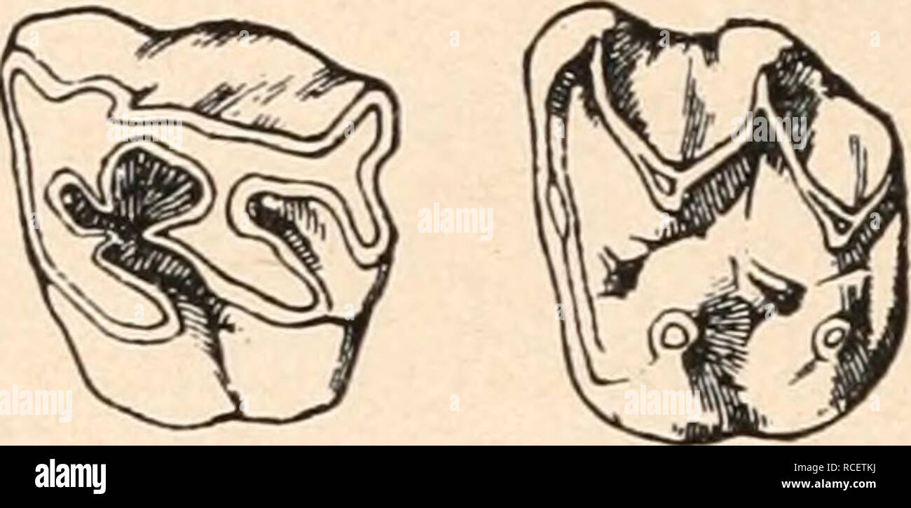 . Die stämme der wirbeltiere. Evolución; Paleontología; Vertebrados. . Por favor tenga en cuenta que estas imágenes son extraídas de la página escaneada imágenes que podrían haber sido mejoradas digitalmente para mejorar la legibilidad, la coloración y el aspecto de estas ilustraciones pueden no parecerse perfectamente a la obra original. Abel, Othenio, 1875-1946. Berlín W. de Gruyter Foto de stock