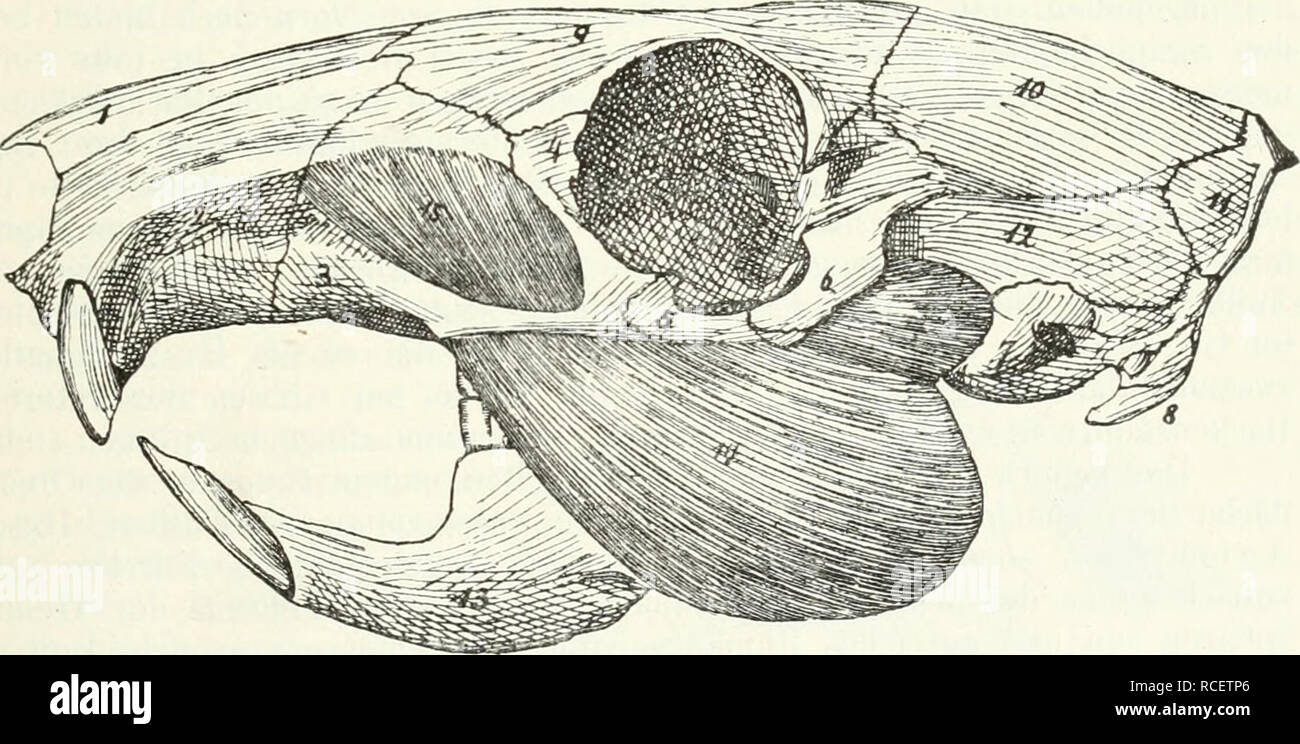 . Die Säugetiere. Einführung in die Anatomie und Systematik der