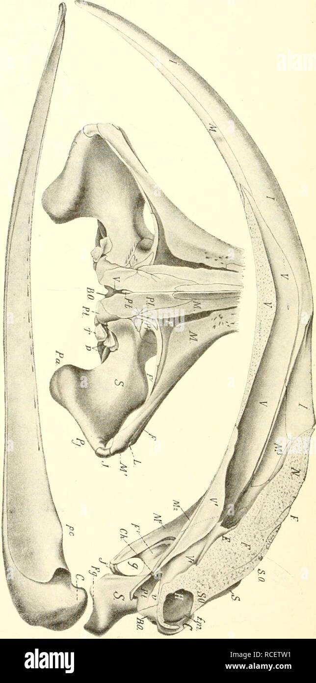 Mueren Sa Ugetiere Einfa Hrung In Die Anatomie Und Systematik Der Fossilen Recenten Und Mammalia Anatomia Comparativo Mamiferos 556 Xii Ordnuii Cetacea K Ir Ct U P O 5 A C 1