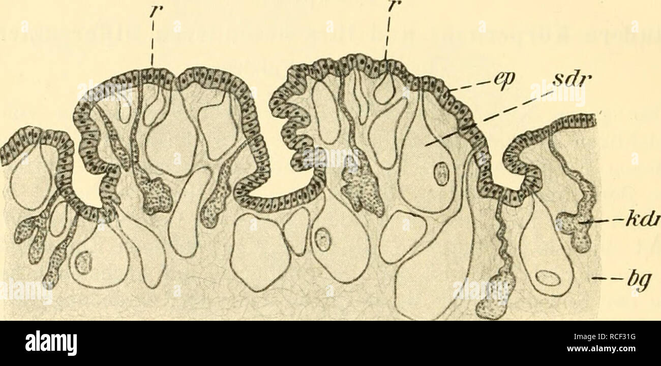 Die Weinbergschnecke, Helix pomatia L.. ; Caracoles Helix pomatia. 6 ZWEI  Arten unterscheiden die Konstitution zwar ihrer chemischen nach im  wesentlichen übereinstimmen, sie insofern beide mucinartige Körper  darstellen, ihrem äußeren Aussehen