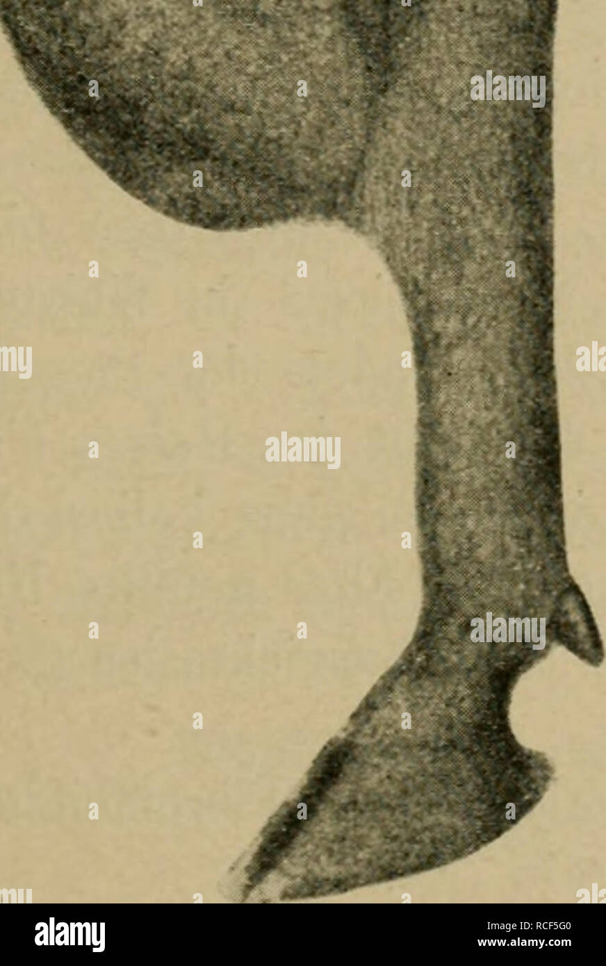. Die vergleichende Pathologie der Haut. Dermatología veterinaria; Piel. Figur 120.. Por favor tenga en cuenta que estas imágenes son extraídas de la página escaneada imágenes que podrían haber sido mejoradas digitalmente para mejorar la legibilidad, la coloración y el aspecto de estas ilustraciones pueden no parecerse perfectamente a la obra original. Heller, Julius, 1864-. Berlin : Hirschwald Foto de stock