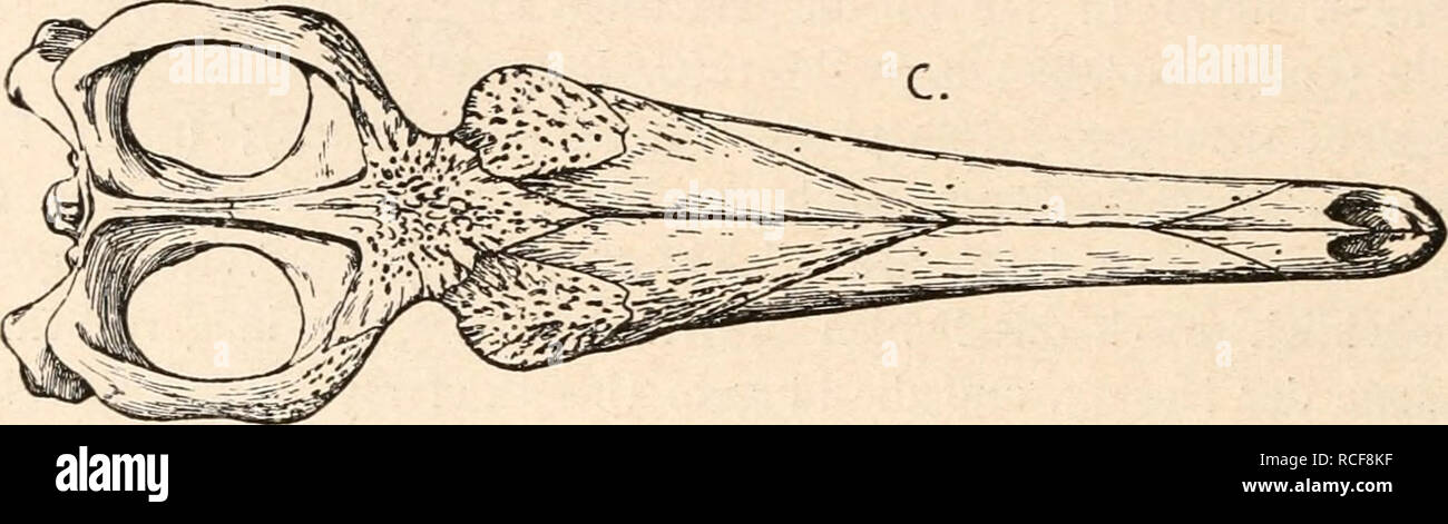 . Die stämme der wirbeltiere. Evolución; Paleontología; Vertebrados. . Por favor tenga en cuenta que estas imágenes son extraídas de la página escaneada imágenes que podrían haber sido mejoradas digitalmente para mejorar la legibilidad, la coloración y el aspecto de estas ilustraciones pueden no parecerse perfectamente a la obra original. Abel, Othenio, 1875-1946. Berlín W. de Gruyter Foto de stock