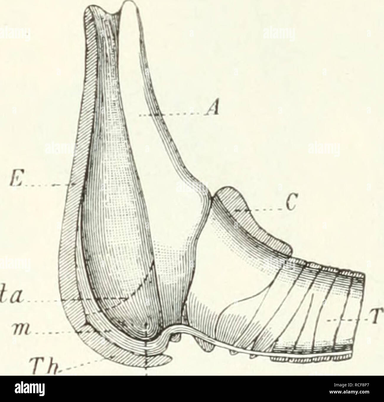 . Die Säugetiere. Einführung in die Anatomie und Systematik der