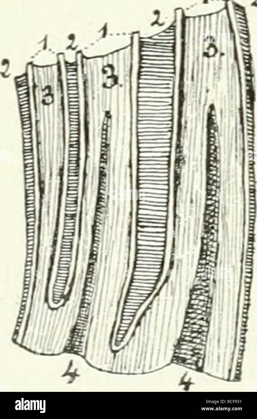 . Die Säugetiere. Einführung in die Anatomie und Systematik der