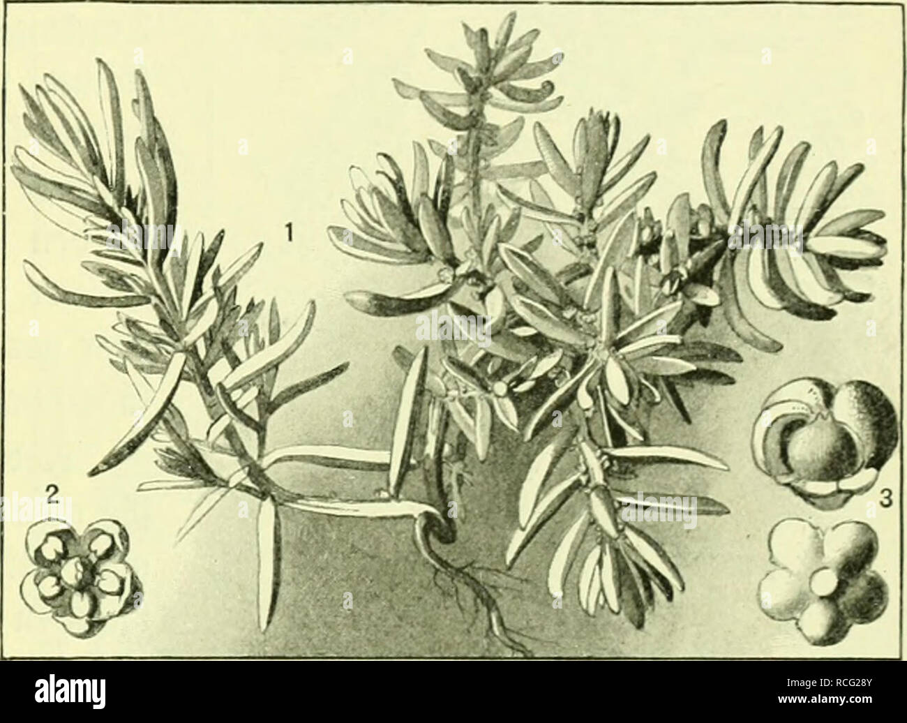 . Die Pflanzenwelt. Las plantas. ®amén))ffanjen: 3tt'ci^i^ittfetmcr ((yänfefufjgelräd^fe). 545 35?af)renb bcr burcE)tüad)fenbIätter{ge, Halopeplis StranbtnirGef perfoliata (9(bb. 183, B), nur nm ^otcn Wecxc väd)i, finbct iirf) ber fraiiticie OMaöicfimat^, Sali- cornia herbacea ('}(6b. 183, A), bie einsifle aud) en Xcutjd)(anb madifenbe '^ixt biejeröruppe, big auf 9(u[tralien en allen un ber, Mfte Slontinenten gutüeilen aud) un ser Crten fanbigen§ 58innentanbc^5. .S3nu|ig tniidift bie ""^'fl^n^c)Un maijent fo[t, ba|l e§ fidi, MIE ,v ^. Un ben fran= 5üiijd)en ilü[TCN, {ol)nt, i()rc 'äd)Q 3 Foto de stock