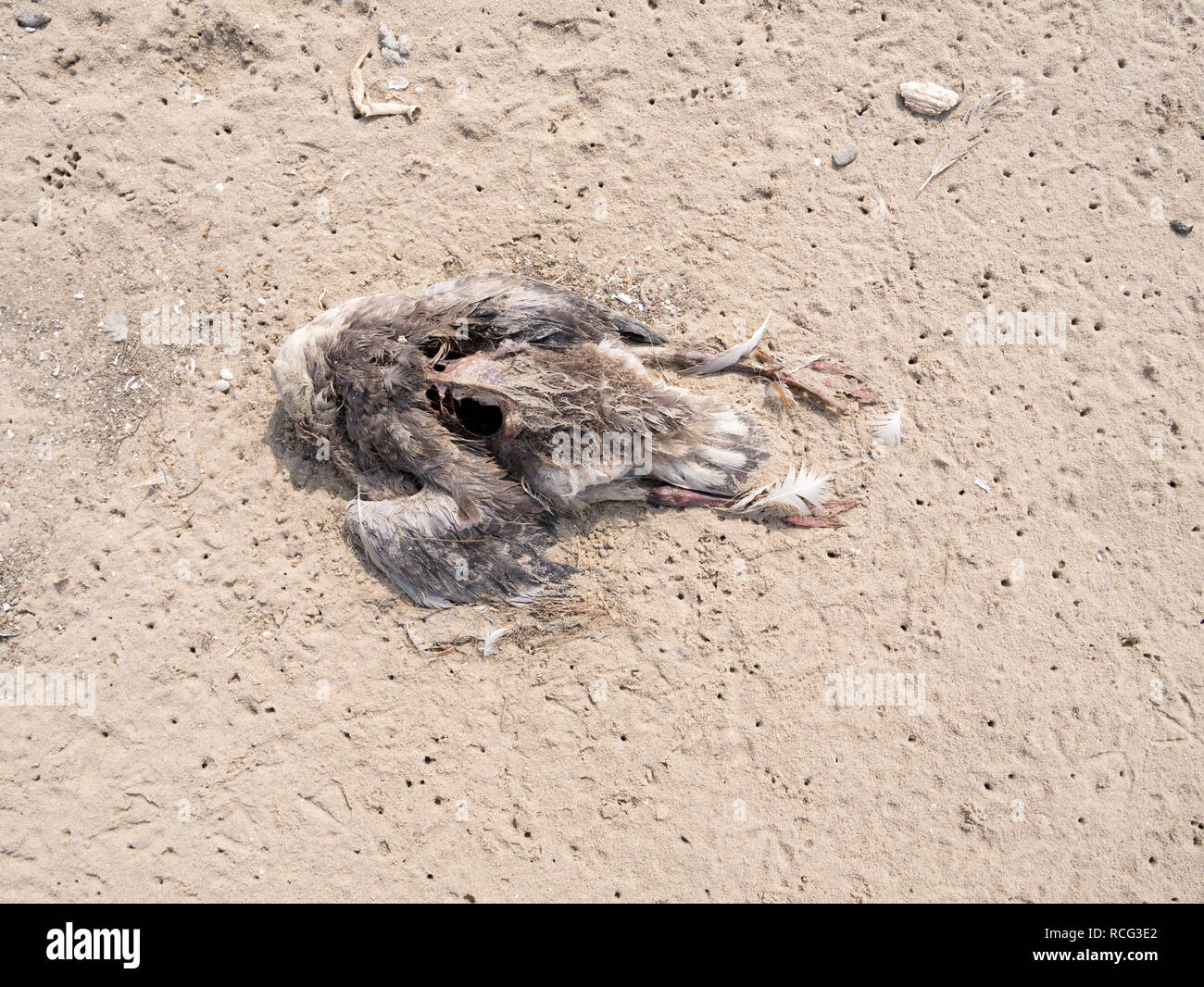 Cuerpo de muertos graylag goose, Anser anser, sobre la arena de la playa, Países Bajos Foto de stock
