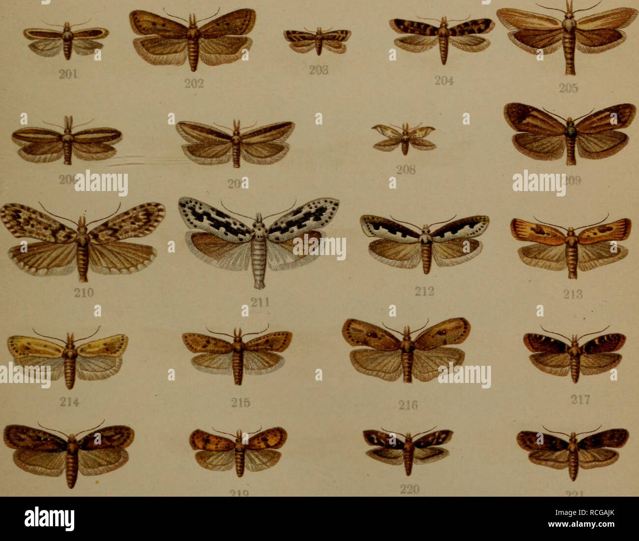 . Die Schmetterlinge Deutschlands mit besonderer Berücksichtigung ihrer Biologie. Las mariposas. 176. Gelechia virgella Thnbg. ~ 177. Gelechia diffinis Hw. - 178. Gelechia electella Z. - 179. Scalella Gelechia Sc. - 180. Gelechia artemisiella Tr. - 181. Gelechia alburnella dup. - 182. Gelechia proximella Hb. - 183. Cinerella Acompsia Cl. - 184. Tachyptilia populella cfl. - 185. Tachyptilia populella Cl. - 186. Acanthophiia alacella dup. - 187. Xystophora tenebrella Hb. - 188. Anacampsis coronillella Tr. - 189. Vorticella Anacampsis Sc. - 190. Ansf otelia brizella Tr. - 191. Aristotelia ericinell Foto de stock