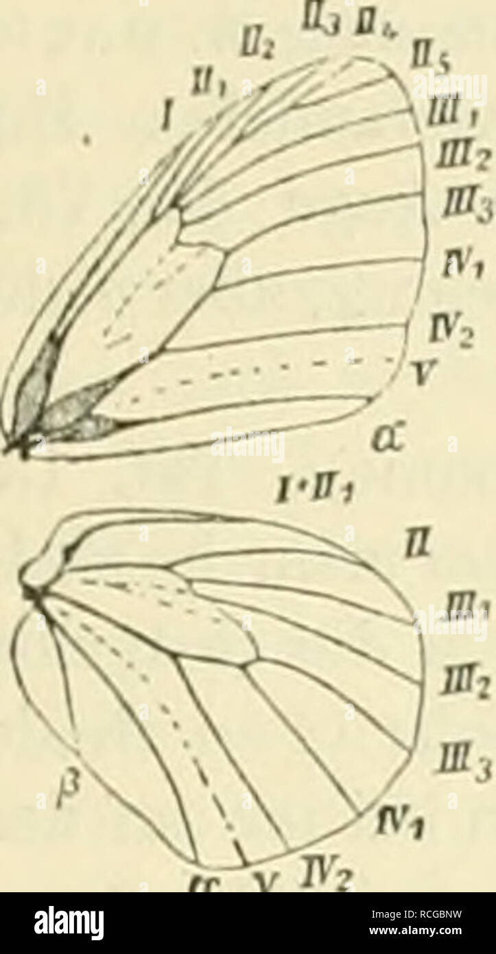 . Die Schmetterlinge Europas. Lepidoptera; las orugas. I'. Fainilif. SiUyriiuie. Aiigenf'alter. 47. Fig. 31. *) Coeno- ninfas hero L. auf â '/s vergrnssert Tcif. Fij4'. lí¶l. Die l;iu|)en ilüiiii, in der WXW wenig: dicker, nach hinten spitz, fein behaart, mi( einem kleinen, kniieli^ne Kopfe. Sie leijen lii.s Mai, wenige Arten en melireren Gene- i-ationen, Gräsern. En Inng Verwand- etwas koll)Si>'e, am Endo angeheftete, j^-estürzt häni>'ende Pui)pen. 1. 4>Elis /''. (.Thehanisclier iviinisi. Tat. Di. Fi-", ii a""- Die hlei- Alí¤nzonde Unterseite Saiinilinie dei' es Foto de stock