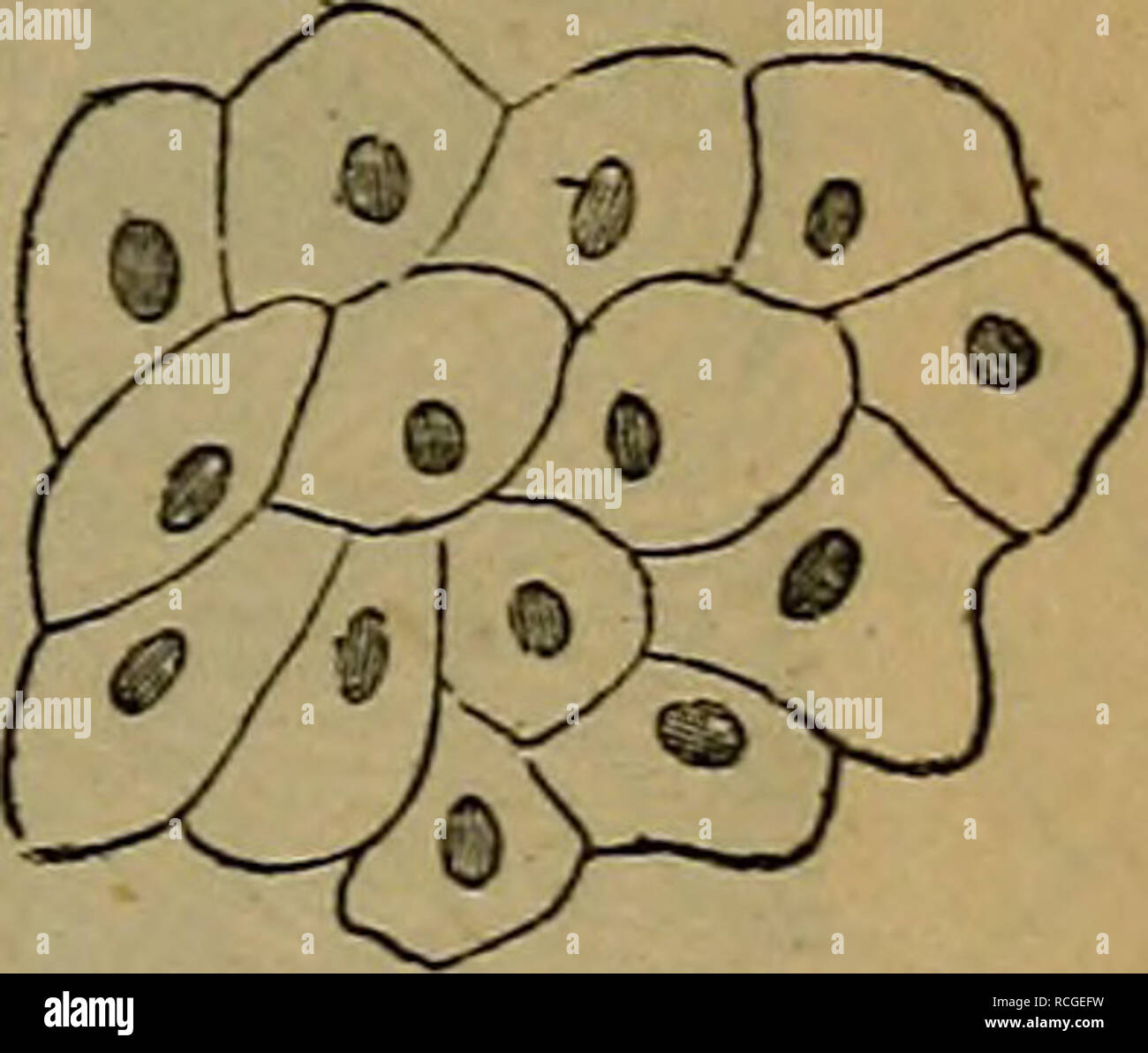 Elementos de histología. La histología. Capítulo IV.] 25. Capítulo IV.  Endotelio. 30. Las superficies libres de las serosas y membranas  sinoviales, y de las del cerebro y la médula espinal, la