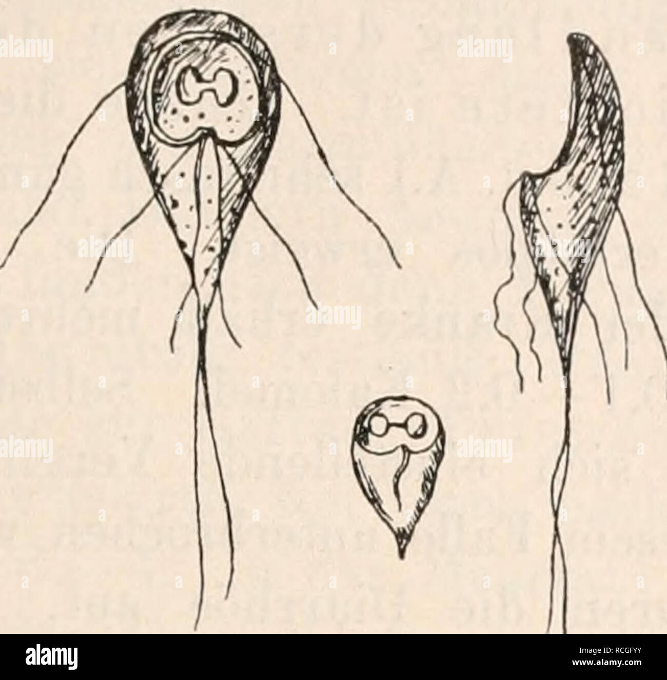 . Die Protozoen als Krankheitserreger des Menschen und der Hausthiere; für Ärzte und Zoologen Thierärzte,,. . Por favor tenga en cuenta que estas imágenes son extraídas de la página escaneada imágenes que podrían haber sido mejoradas digitalmente para mejorar la legibilidad, la coloración y el aspecto de estas ilustraciones pueden no parecerse perfectamente a la obra original. Georg Schneidemühl, 1853-1928. Leipzig, Engelmann Foto de stock