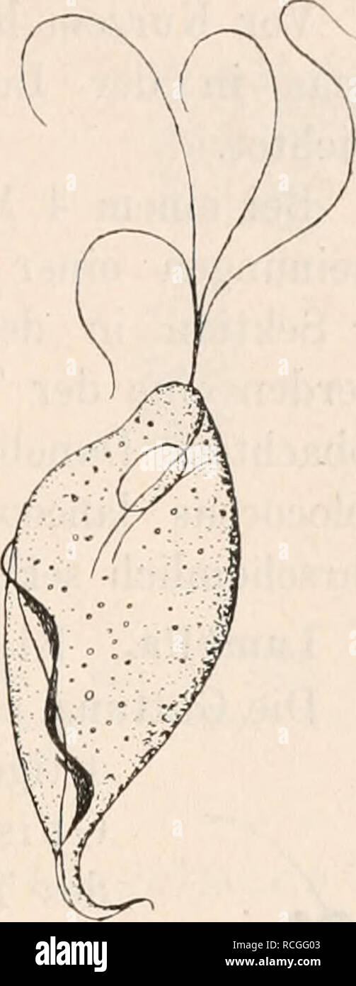 . Die Protozoen als Krankheitserreger des Menschen und der Hausthiere; für Ärzte und Zoologen Thierärzte,,. Als Flagellaten Krankheitserreger. 157. sowohl bei menstruirenden wie niclit mehr menstruirenderi Personen, wie Nichtschwangeren Schwangeren, selbst bei Mädchen von G-7 Jahren, sofern bei denselben Scheidenkatarrh mit saurer Reaktion des Sekretes besteht. La Bei Injektion alkalischer Flüssigkeiten werden die Parasiten getödtet (Braun). Unbekannt ist die bisher, ob- katarrh Triehomonaden den Scheiden hervorrufen oder nur Begleiter des- selben sind. Neuerdings hat Schmidt^) en drei Fällen von Foto de stock