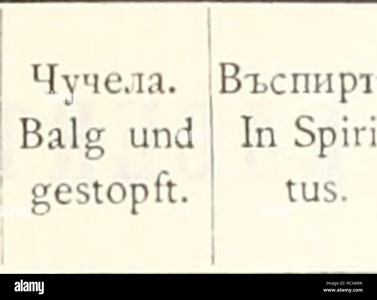 Die Sammlungen Des Kaukasischen Museos La Zoologia Chelonia Fam Testudinidae A B N D E F A B N Fl E F H 1 M N 0 P P R 3