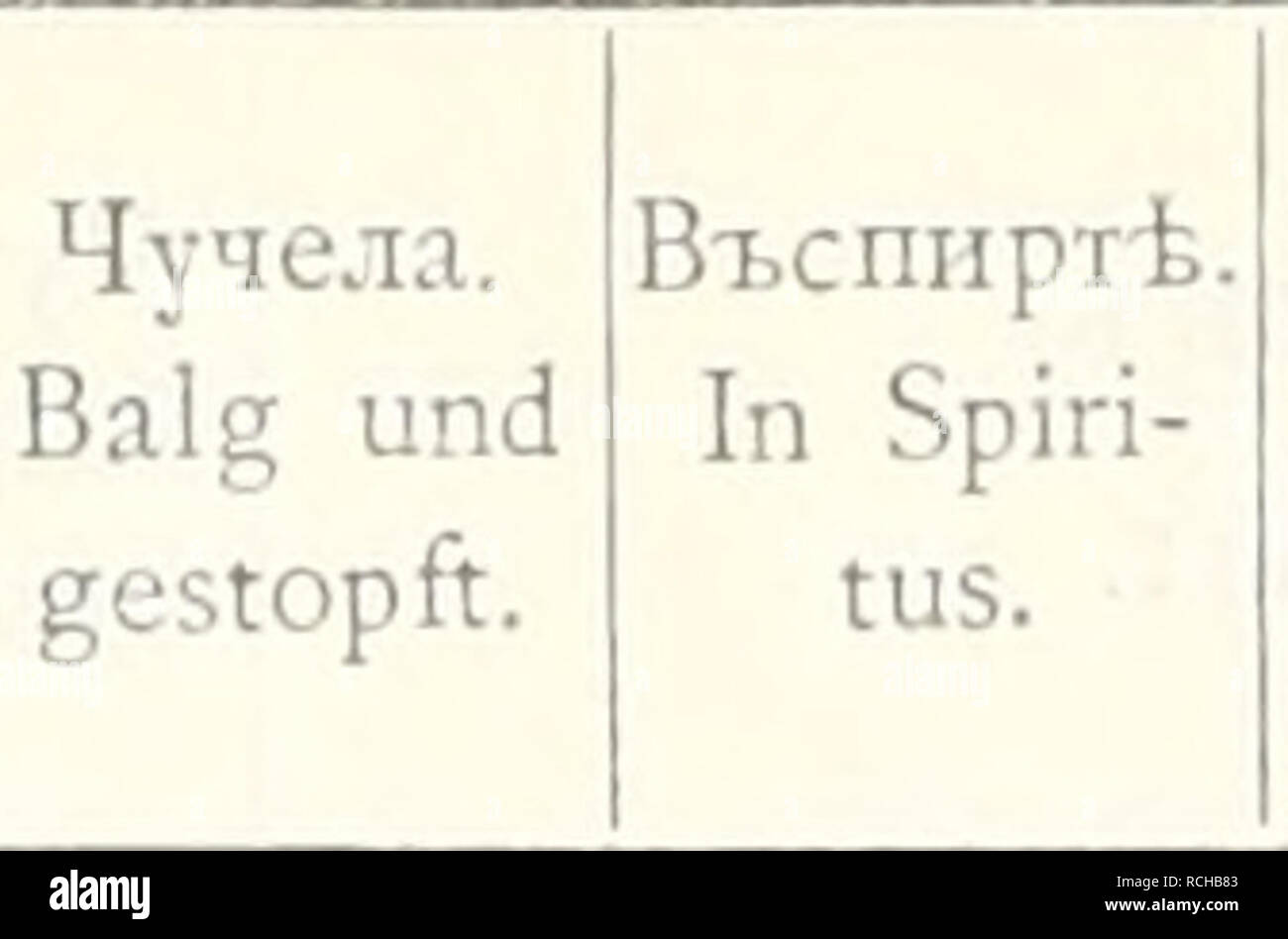 Die Sammlungen Des Kaukasischen Museos La Zoologia Dd D D D D 1dµ D D D