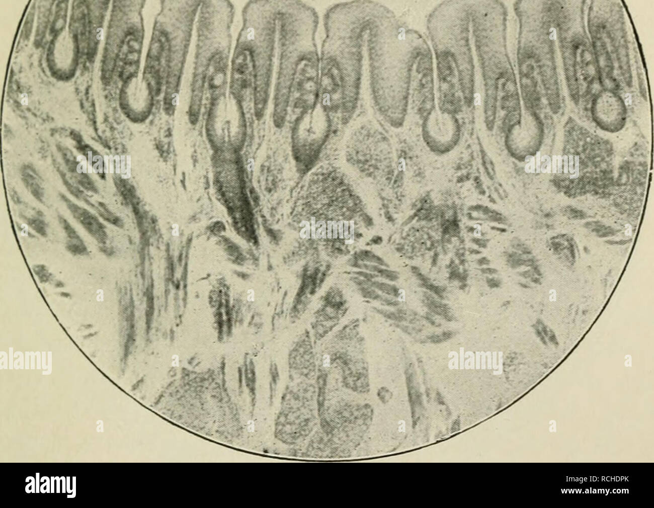 Histología de la lengua de un conejo fotografías e imágenes de alta