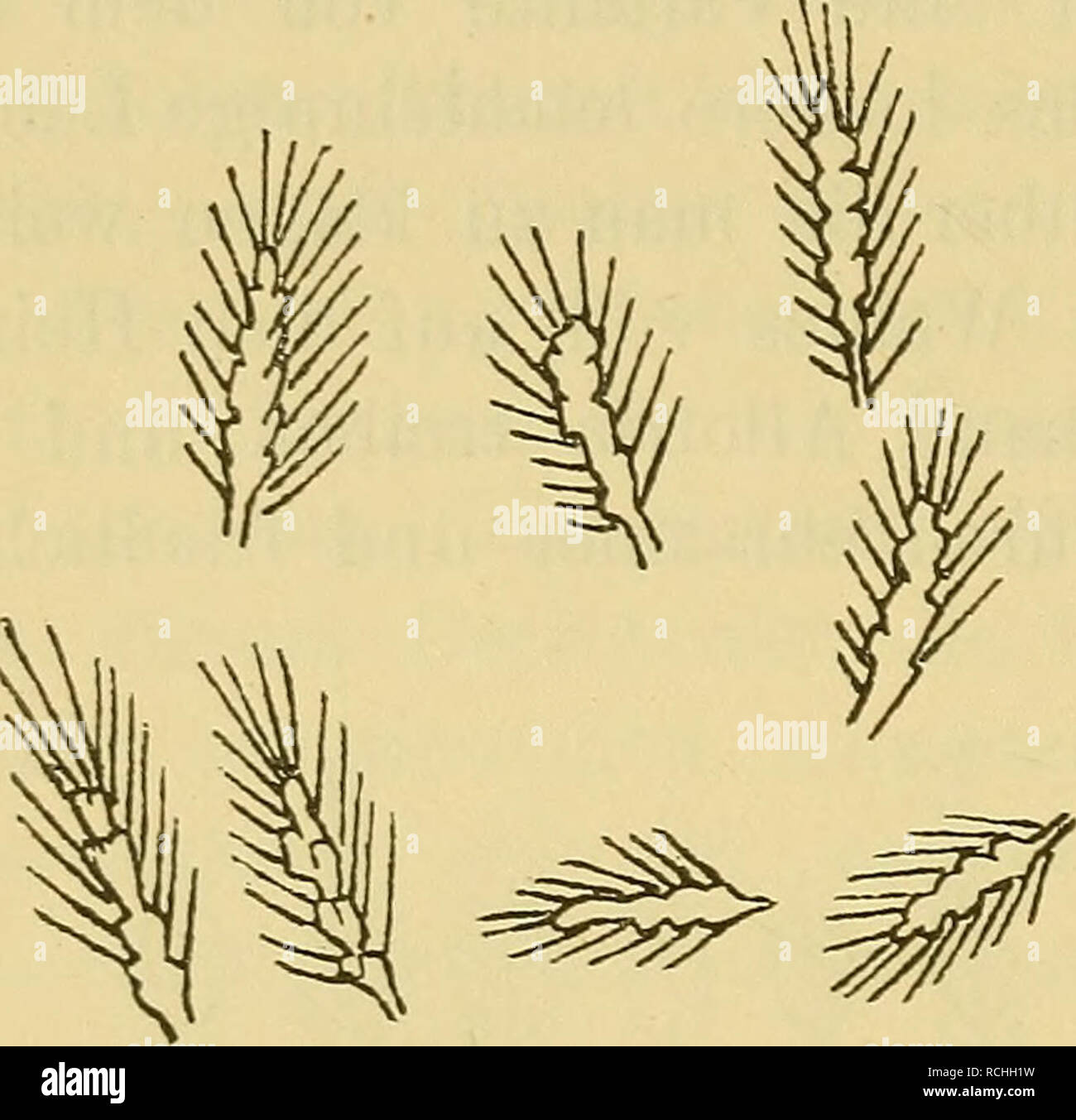 . Die Pflanzen im Alten Aegypten ihre Geschichte, Heimat, Kultur und