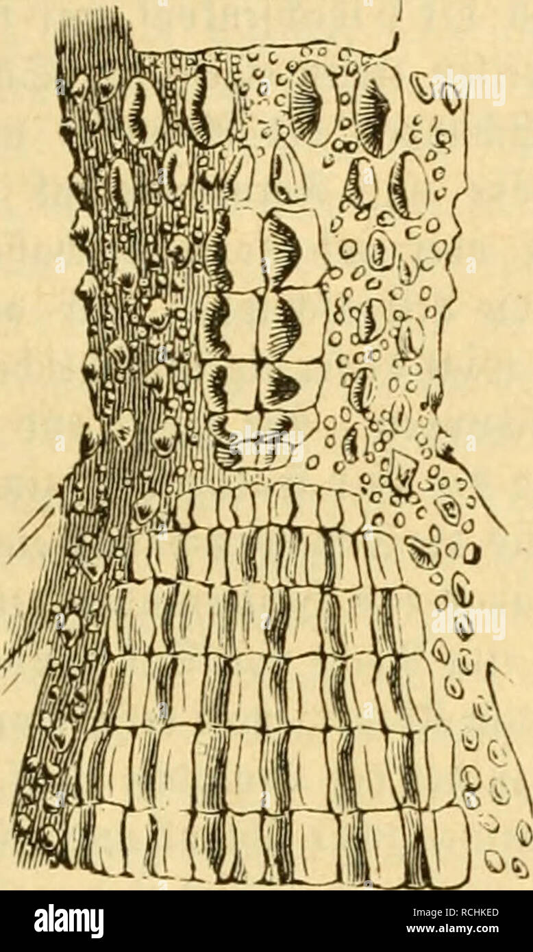 Die Naturgeschichte Des Thierreichs Gig 42 B Loqueo Preincisional Del Nervio Ilioinguinal E Iliohipogastrico Ipalsfcfjiltev Sjiicffua 33iiiucnfaiman Tci 3 Siaimaf Gavialls 111 Cs Aiuiei Ni Inu Ein Ricfij Tcm C Dniatn Fvofocil Tcr A