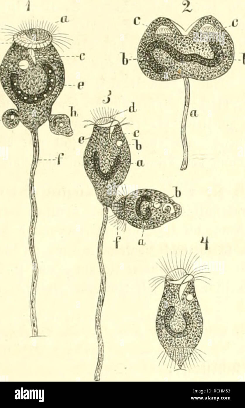 Die Natur Historia Natural 53 Mit m Efd Un Ft Betraut Finb Blc Ojiidcunqgmittct En Iotunb