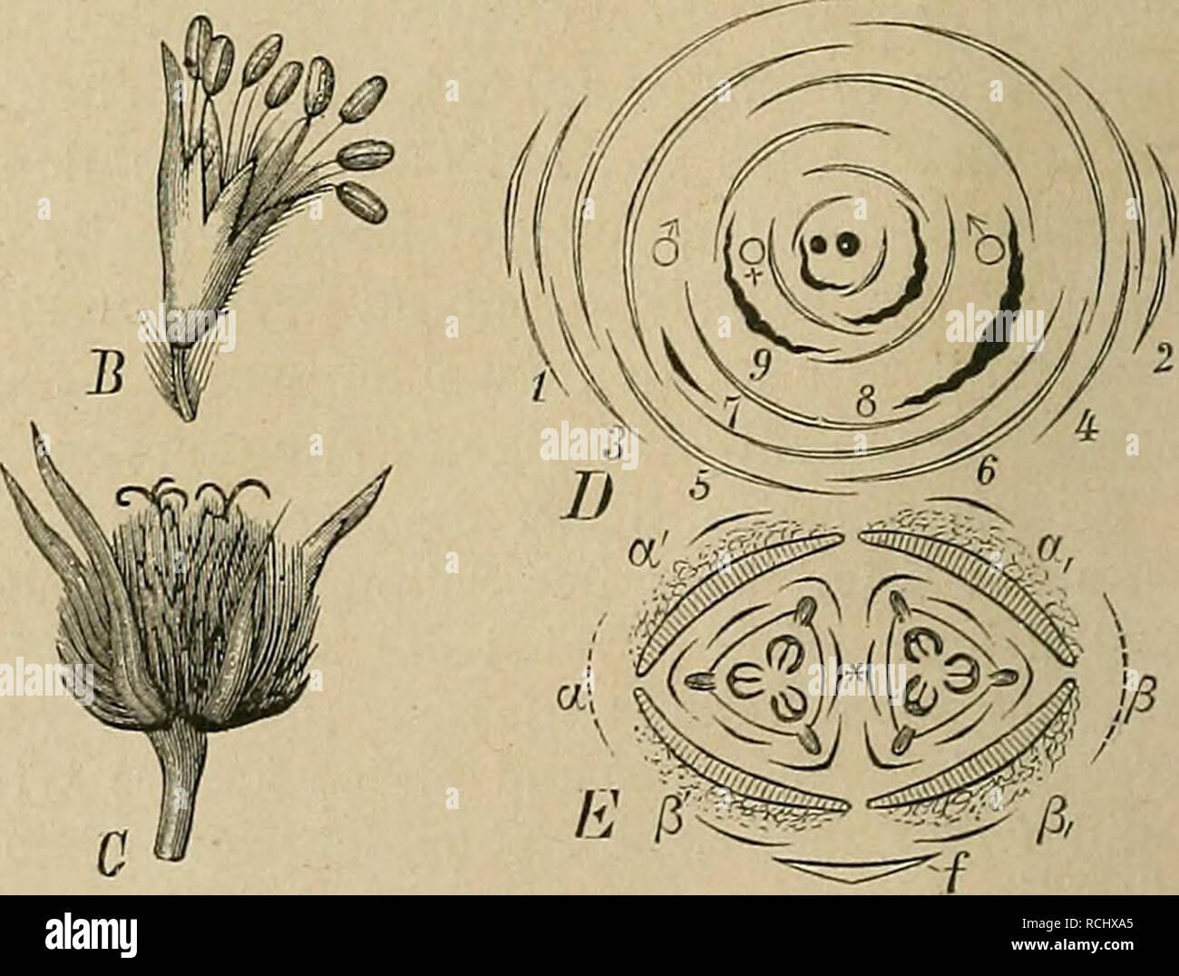 Castanea Vulgaris Fotos E Imagenes De Stock Alamy