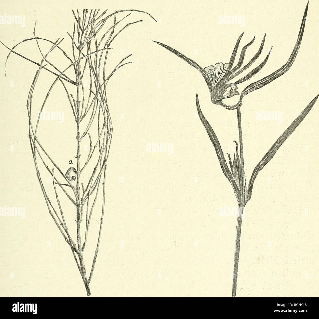 . Die Mutationstheorie. Beobachtungen und Versuche über die entstehung von arten im pflanzenreich. Las plantas; la evolución (biología); hibridación vegetal; la evolución. Seltene Zwangsdrehungen. 577 Dipsacus laciniatus angestellt. Diese guerra Pflanze mir besonderem deshalb von Interesse, weil sie gehört zu einer Gattung, aus der schöne Zwangsdrehungen seit langer Zeit allgemein bekannt sind, und zu der auch der Dipsacus sylvestris rechnet, von welchem ich eine un dieser Anomalie reiche, unzweifelhafte isoliren Mittelrasse habe. Fig. 126. Quadrivalvis casuarina. Ein Ast mit einer seitlichen Zwangs- drehung Foto de stock