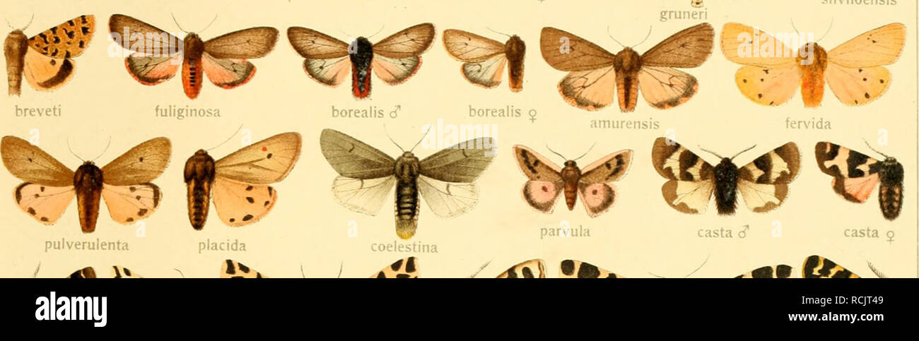. Die Gross-Schmetterlinge der Erde : eine systematische Bearbeitung der bis jetzt bekannten Gross-Schmetterlinge. Las mariposas; Lepidoptera. 16 MICRARCTIA OCNOGYNA- ^tX ig ^^.^ te |5 d pudens pardalina lierrichii ^ bellieri &LT;S pulveruient bellieri 9..i piaviiia mediodivisa ^^ IrÂ" S ^ _ ^ nud,cT_ L^''^ oertTeni ?'=&GT; plantaginis d" -S matronalis hospita matmnalis ^ elegans brunnescens nycticans un'tai' altaica $ sifanica d" sifanica ^ confluens" ^-lUiiasivu insularum Â"2r ^'^^M^Sf" Vif "â¢ gv, ir '^ ^ quenselii 0 w quenselii o â â â â ji , + , cervini cf cervini. Foto de stock