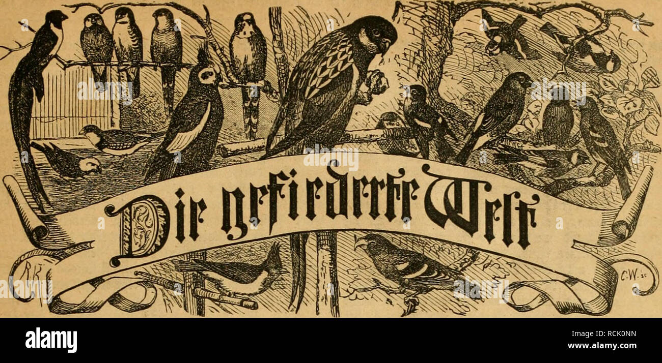 Die Welt Gefiederte Las Aves 3eitfd Tift Fur Sogellieb Aftet 3uc Ter Uno Aumet Seftcniinsseii Burd Jebe S Uci Anbluiig F Oiuic Jebc Foftnnftalt T L Icrtcliiil R I F 3 U La Trh Sboei Eiitli Eine 9iumnier Erousgesseben En Dr ri