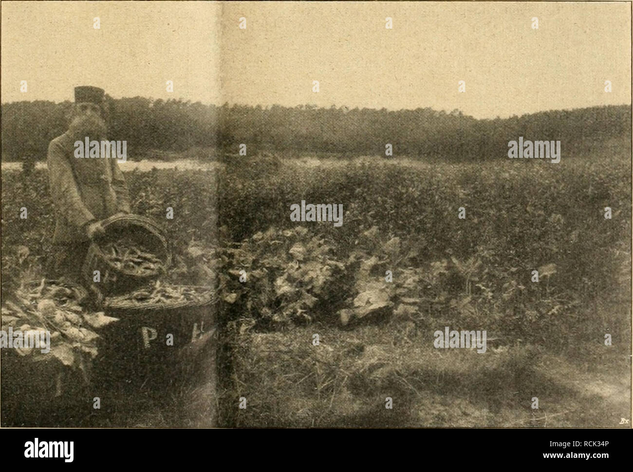 Gute luise fotografías e imágenes de alta resolución - Alamy