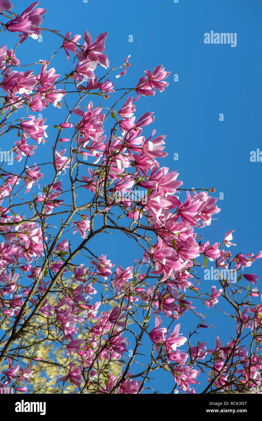 Los bellos y vibrantes flores rosadas de la floración de primavera Magnolia 'Spectrum' contra un cielo azul brillante Foto de stock