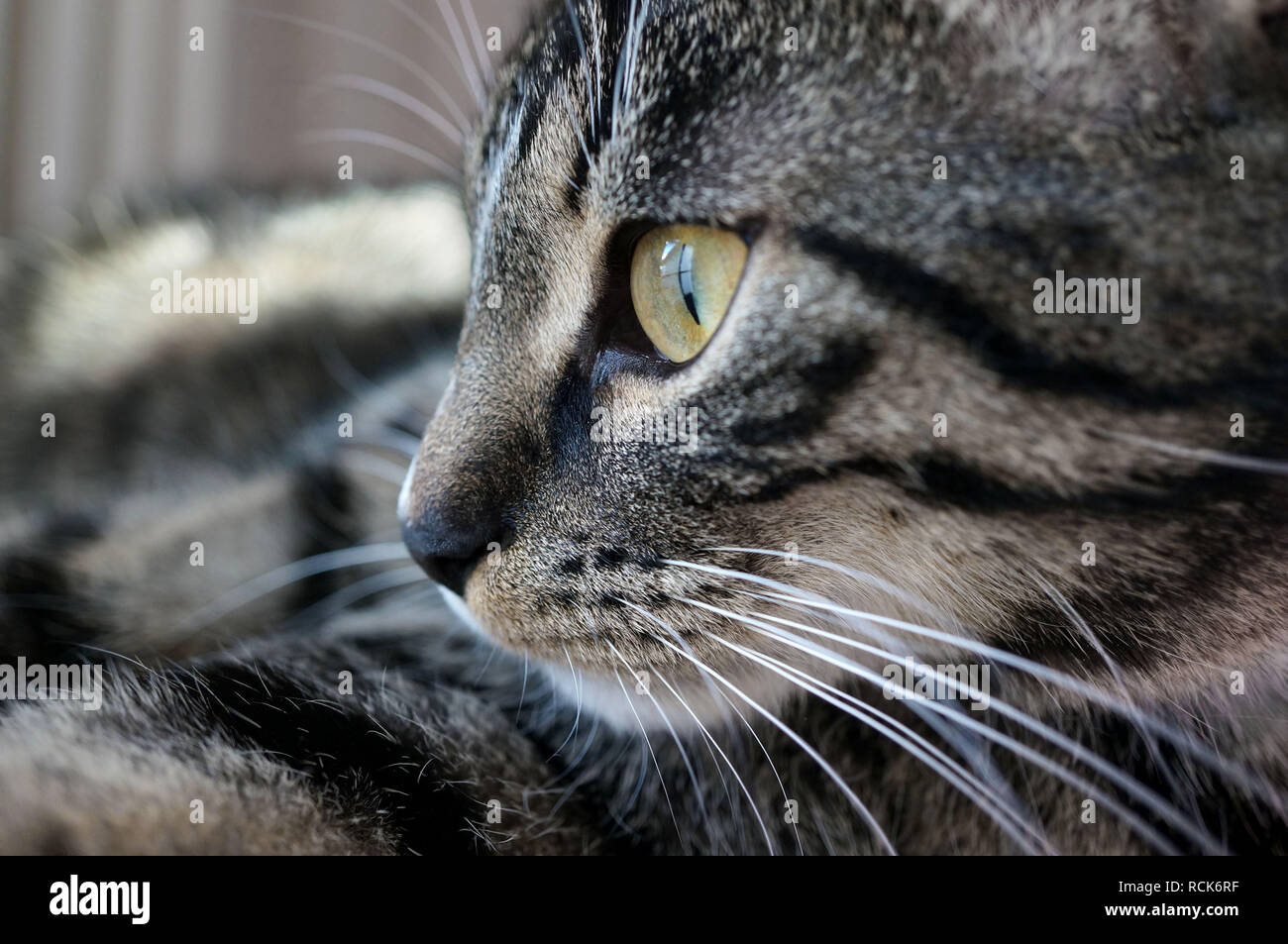 Closeup retrato de una joven dulce gato atigrado Foto de stock